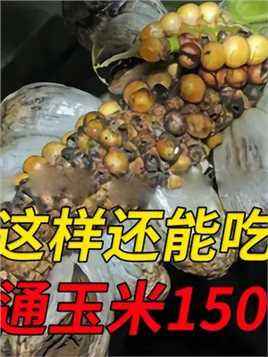 坏玉米上的“毒瘤”，为啥在中国用来喂猪，在国外却价比松露？ #玉米 #黑粉菌 #美食测评 #植物科普