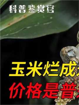 坏玉米上的“毒瘤”，为啥在中国用来喂猪，在国外却价比松露？ #玉米 #黑粉菌 #美食测评 #植物科普
