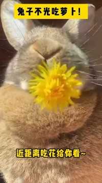 兔子不光吃萝卜 近距离吃花给你看！