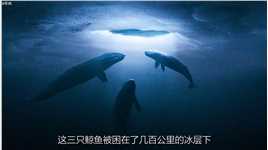 鲸鱼一家三口被困万里冰封的冰层下，人类想尽一切办法营救