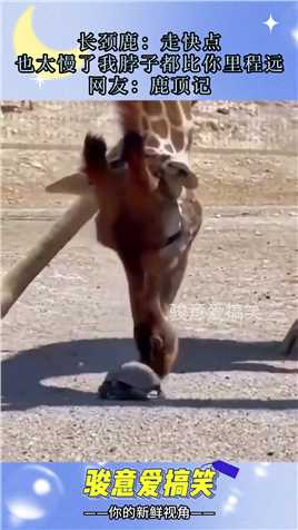 长颈鹿：走快点，也太慢了我脖子都比你里程远，网友：鹿顶记#搞笑 