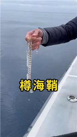 樽海鞘，一种半透明浮游生物！#樽海鞘#科普#涨知识