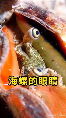海螺的眼睛，可伸缩可再生！#海螺#科普#涨知识