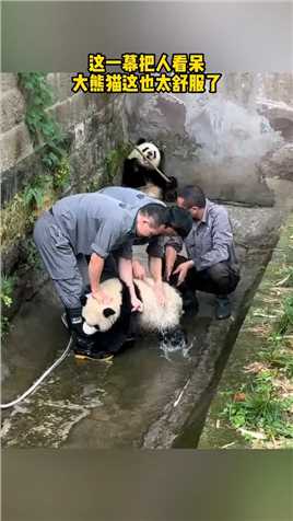 大熊猫这也太舒服了.