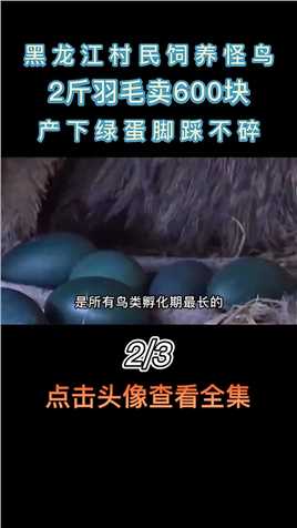 黑龙江村民饲养怪鸟，2斤羽毛卖600块，产下绿蛋脚踩不碎#神奇动物#人与动物#动物科普#养殖基地#动物解说 (2)