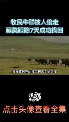青海牧民牛群被偷，藏獒跟踪7天全部找回，主人为何要将它卖掉？ (1)