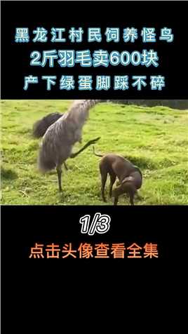 黑龙江村民饲养怪鸟，2斤羽毛卖600块，产下绿蛋脚踩不碎#神奇动物#人与动物#动物科普#养殖基地#动物解说 (1)