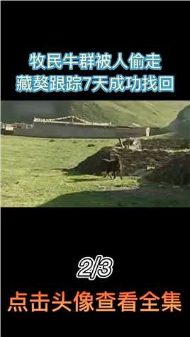 青海牧民牛群被偷，藏獒跟踪7天全部找回，主人为何要将它卖掉？ (2)