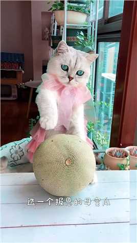  你见过哈密瓜做的小猫咪吗？猫老板原创哦！