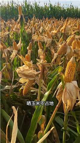 端稳中国碗，装满中国粮，关键在农民，根本在耕地，出路在科技#丰收的季节#中国农民丰收节#掰玉米的季节#一份耕耘一份收获