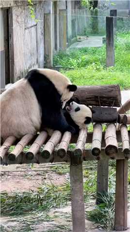 二顺麻麻对渝爱的宠爱，渝爱：啊哈哈哈，细痒，真细痒#大熊猫渝可渝爱 #来这吸熊猫 #国宝熊猫 #重庆动物园 #抖in萌宠计划.mp4

