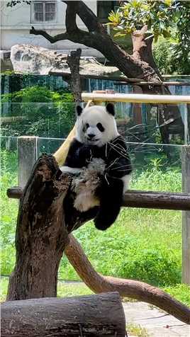 哥哥在缠着妈妈，渝爱自己静静地坐在架子上练习吃竹子，尝尝鲜#重庆动物园 #来这吸熊猫 #大熊猫 #萌宠出道计划 #大熊猫渝可渝爱.mp4



