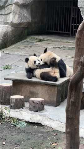 二顺麻麻把宝贝女儿放在桌子上一顿猛吸，渝爱享受的不要不要的#大熊猫渝可渝爱 #来这吸熊猫 #国宝熊猫 #重庆动物园 #大熊猫.mp4



