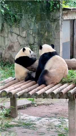 二顺麻麻带两个娃也有累的时候，渝爱轻轻拍打麻麻的手，哄着麻麻开心#大熊猫渝可渝爱 #大熊猫 #来这吸熊猫 #重庆动物园 #国宝熊猫.mp4

