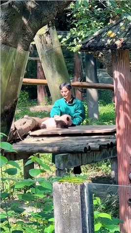 粉嘟嘟的小五，外公的精心照料，暖心#重庆动物园 #来这吸熊猫 #国宝熊猫 #熊猫宝宝 #大熊猫.mp4

