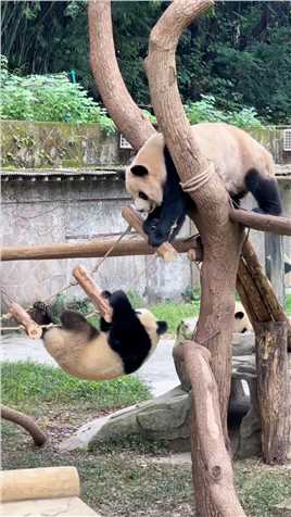 二顺麻麻急的一直伸手想把渝爱拉上来，顺妈担心极了，渝爱掉下去后，起身duangduang跑起，啥事没有#大熊猫渝可渝爱 #来这吸熊猫 #国宝熊猫 #重庆动物园 #大熊猫.mp4



