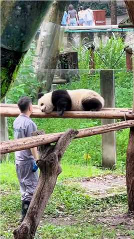 二顺麻麻和渝可哥哥都下班回去了，只有渝爱主打一个加班，#大熊猫渝可渝爱 #来这吸熊猫 #大熊猫 #重庆动物园 #萌宠出道计划.mp4



