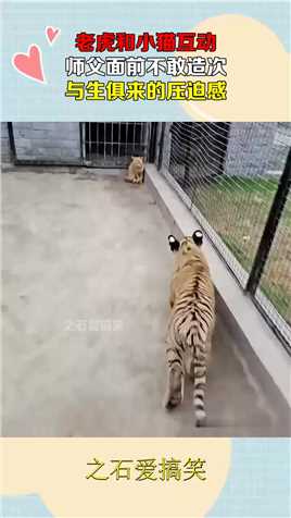 老虎和小猫互动，师父面前不敢造次，与生俱来的压迫感！