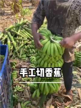 国外摘香蕉的一幕，全都是绿色的香蕉，根本还没熟透