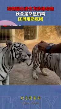 动物园白虎作为珍稀动物，伙食居然是奶粉，还得用奶瓶喝！