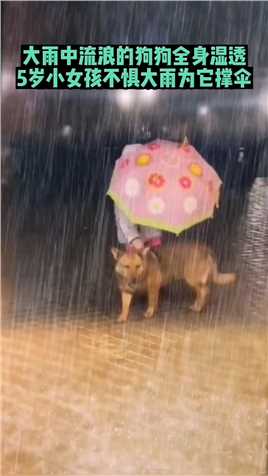 好有爱的一幕 流浪狗大雨中全身湿透 善良的小女孩为狗狗撑伞
