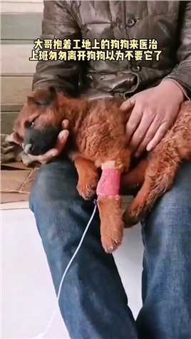  工地大哥上班时救助的狗狗抱来医治 由于上班暂时留下狗狗匆匆离开 狗狗以为不要它了特别的伤心#狗狗 #万物皆有灵 #狗狗是人类最忠实的朋友.