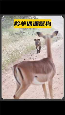 羚羊在路上偶遇鬣狗，鬣狗却对羚羊不感兴趣