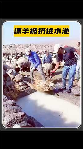 牧羊人把绵羊扔水池里，画面太逗了