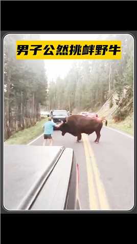 野牛横穿马路，结果被人类公然挑衅