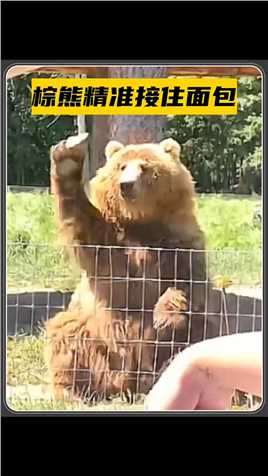 游客向棕熊投递面包，棕熊精准将面包接住