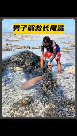 长尾鲨被渔网缠住搁浅海滩，好心大哥将它解救