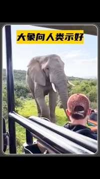 大象来到游客面前，主动向人类打招呼示好