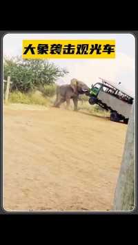 大象发飙袭击观光车，真的是太惊险了