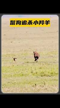 鬣狗追杀小羚羊，羚羊妈妈试图引开鬣狗，结局却不尽人意