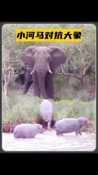 大象想到河边喝水，却被三只小河马阻拦，结局让人意想不到