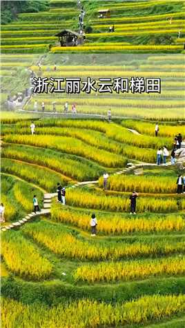 浙江云和梯田，华东最大的梯田群，被誉为“中国最美梯田”，秋收时节美如画。