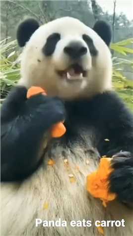 大熊猫吃萝卜 #动物 #动物世界精彩集锦 #动物世界
