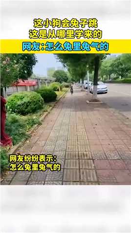 这小狗会兔子跳，这是从哪里学来的，网友：怎么兔里兔气的