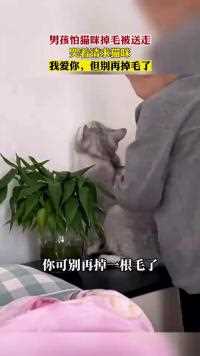 男孩怕猫咪掉毛被送走，哭着请求猫咪：我爱你，但别再掉毛了！