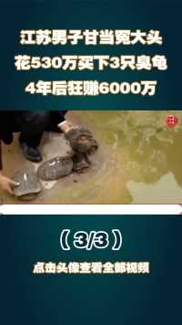 江苏男子甘当冤大头，花530万买下3只臭龟，4年后狂赚6000万 (3)


