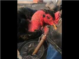 女子报警丢了鸡找到后已被拔毛预下锅女子：这是战斗鸡！#社会百态#纪录片#宠物#人生感悟 (3)
