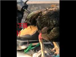 女子报警丢了鸡找到后已被拔毛预下锅女子：这是战斗鸡！#社会百态#纪录片#宠物#人生感悟 (2)