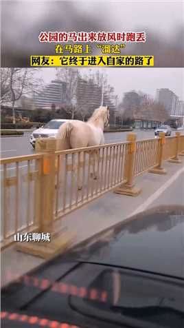 公园的马出来放风时跑丢，在马路上“溜达”！