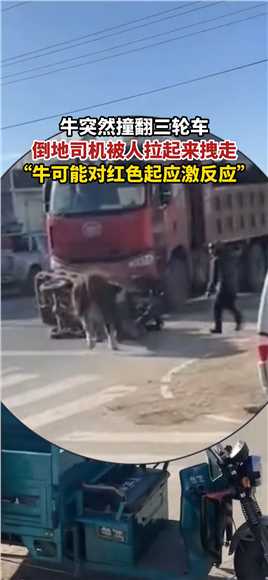 牛撞翻三轮车倒地的司机被人拉起来拽走，拍摄者：牛可能对红色起应激反应。