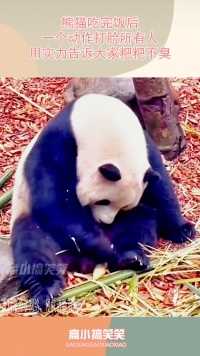 熊猫吃完饭后，一个动作打脸所有人，用实力告诉大家粑粑不臭