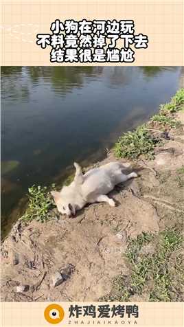 小狗在河边玩，不料竟然掉了下去，结果很是尴尬！#搞笑 #奇趣 #社会 #搞笑段子 