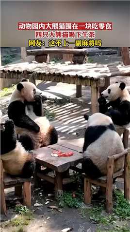 四只大熊猫喝下午茶，动物园内大熊猫围在一块吃零食