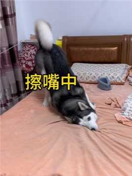 哈士奇总是在床上蹦哒，为了防止狗子爬上床，主人把床围了起来#妮可的狗子