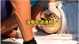 海龟将渔网吃进肚子，当拉出来的时候，渔网的长度使众人吃惊