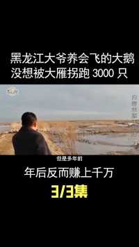 黑龙江大爷养会飞的大鹅，被大雁拐跑3000只，年后反而赚上千万 (3)